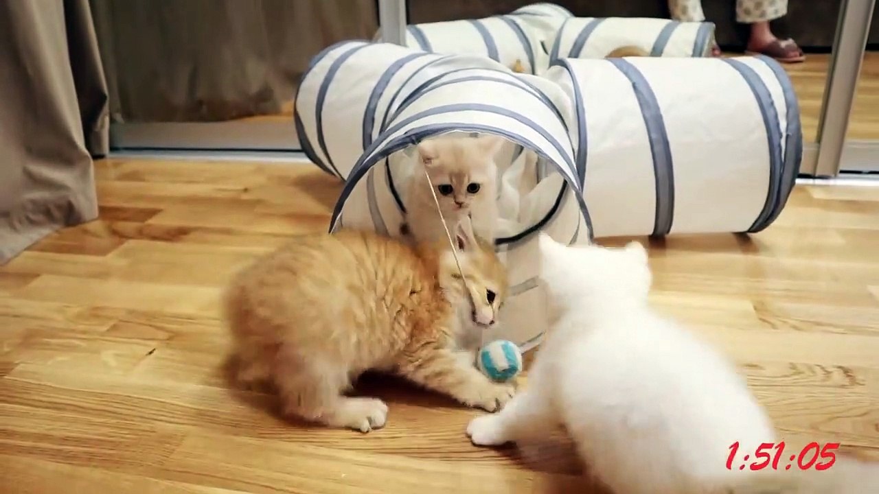 At Night the kittens turn into Horses