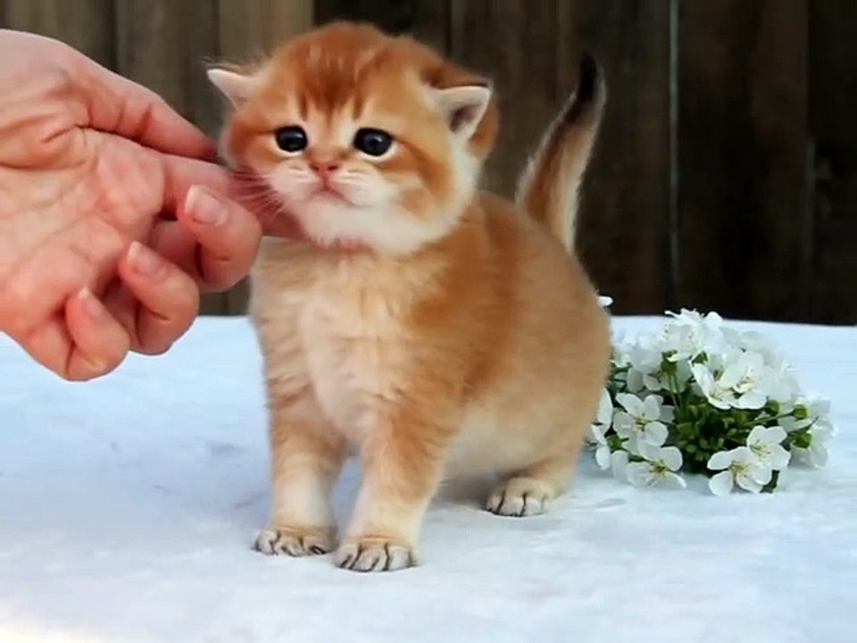 Baloo  kitten
