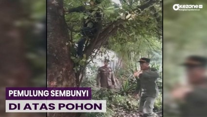 Pemulung Sembunyi di Atas Pohon saat Hindari Razia Satpol PP
