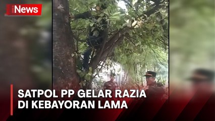 Hindari Razia Satpol PP, Pemulung Sembunyi di Atas Pohon Kawasan Kebayoran Lama