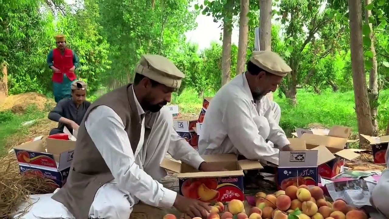 Bank Me Qaraz Dare De -- Funny Video By Barsaat Vines 2023 #sadagulvines