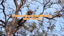 18 Mistakes When Big Cats And Animals Fight In The Trees   Animal World