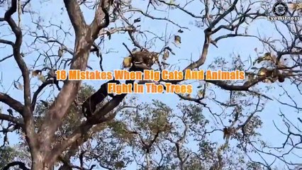 18 Mistakes When Big Cats And Animals Fight In The Trees   Animal World