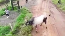 18 Times Wild Horses Get Crazy Attacking Other Animals   Horse Attacks Lion