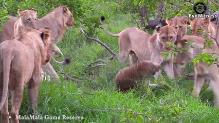 45 Moments Of Leopard Messing With Injured Opponent In The Wild