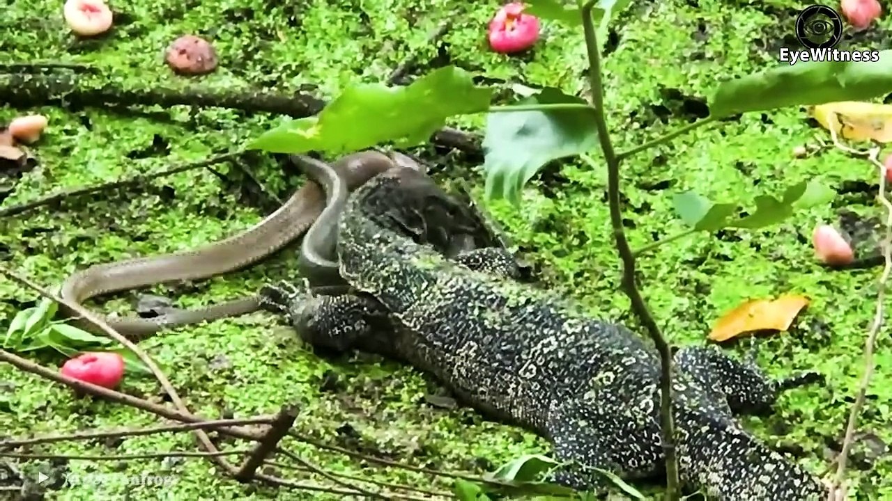 Crazy Komodo Dragon Attacks Monkey Too P.ainful► Best Predatory Swallows Of Komodo Dragon