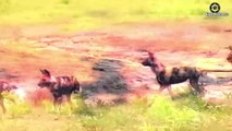8 Scary Moments Hyenas Injured By Lion And Other Hyenas   Wild Animal