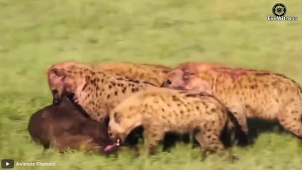 15 Brutal Moments Lion, Hyena, Wild Dog Hunting Buffalo   Wild Animal