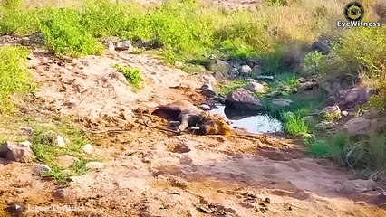 15 Tragic End Of Lion When Choosing Wrong Opponent, Can Lion Survive   Wild Animal