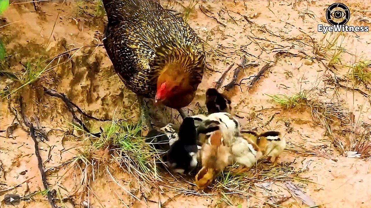 35 Br.utal Moments Hunting Prey Of Hawk Are Amazingly Recorded   Wild Animal