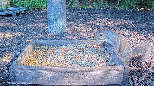 45 Eagles captures a Goat Amazing Raptors and Eagle Attacks Eagles vs Monkey, Fox and Snake...