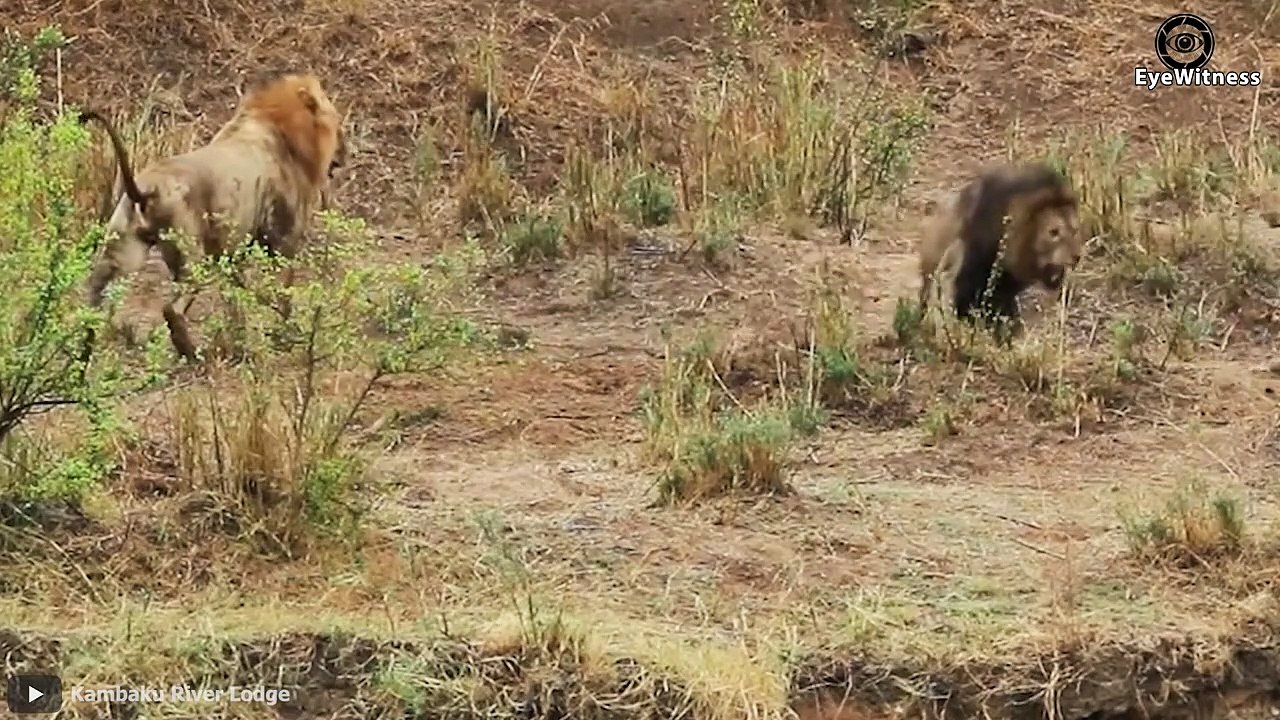 Lion vs Tiger Real Fight & 45 Shocking Moments Lion Fight To Dea.th   Wild Animal