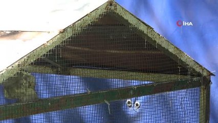 Yavru baykuşlar doğaya salındı