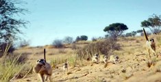 Meet The Meerkats S01 E01