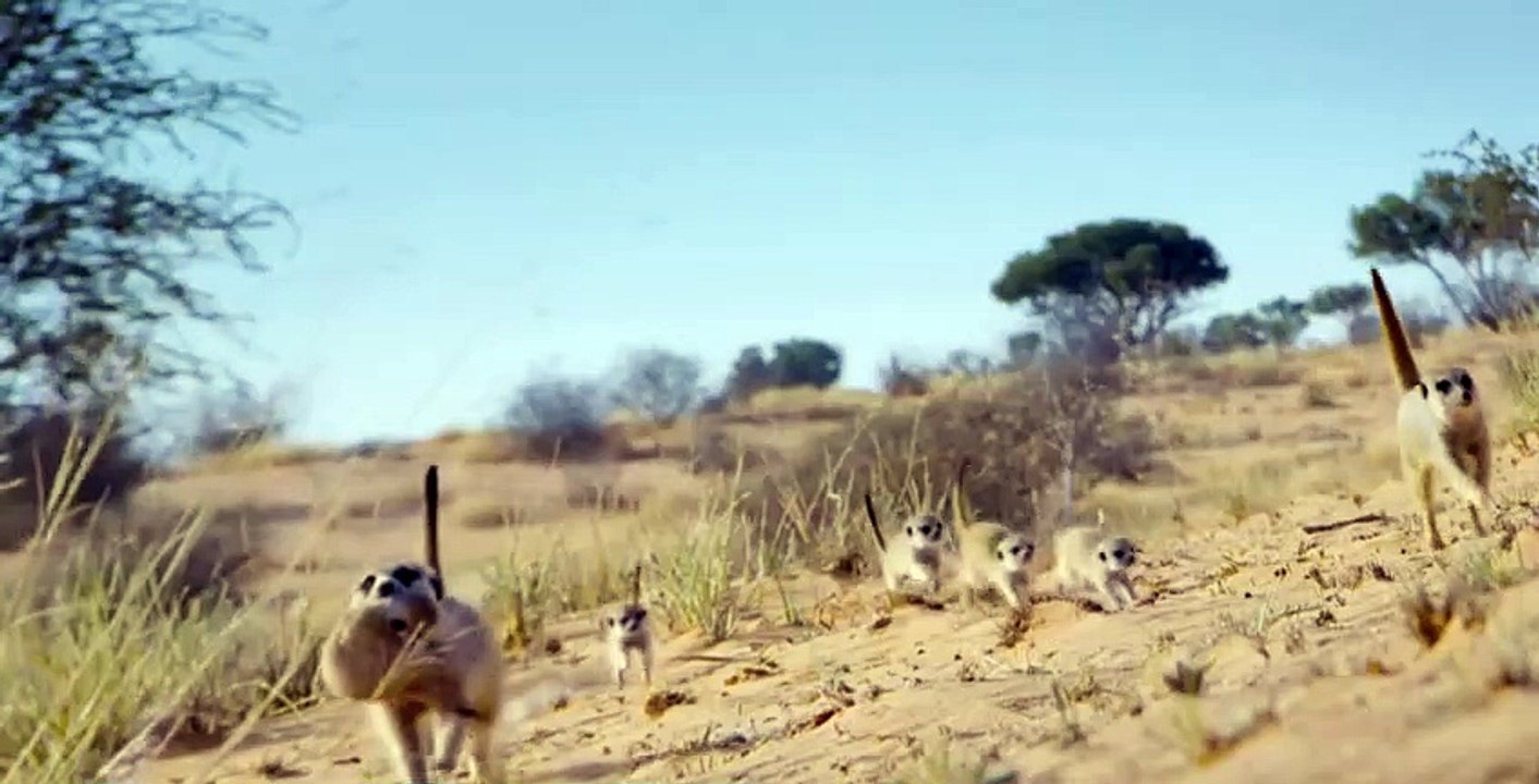 Meet The Meerkats S01 E01