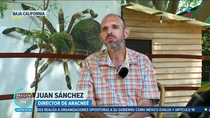 Captura y tráfico de totoaba impacta en todo el país