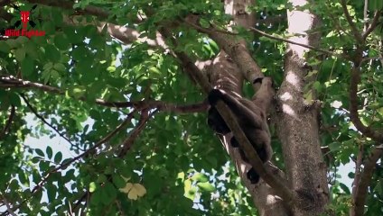 Tiger Attack Man in Jungle   Biggest Blockbuster Tiger Fight Scene (2)