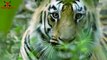 Tiger Attack Scene   Tiger Attack Man in Forest Fun Made Movie by Wild Fighter