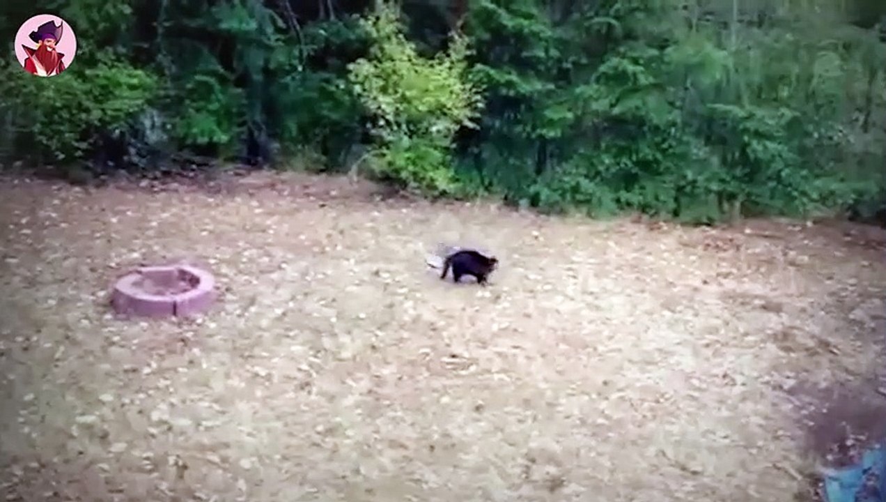 16 Male in denen Tiere ihre Gegner unterschätzt haben