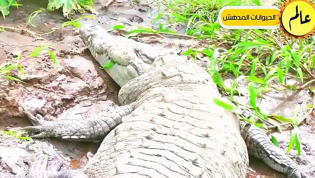 أقتربت الاسود من نهر التماسيح ولكن ما حدث لم يكن متوقعا شئ لا يصدق عالم الحيوان