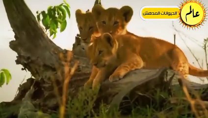 أقترب هذا الاسد من الخنزير البري ولكن ما حدث لم يكن متوقعا  عالم الحيوان