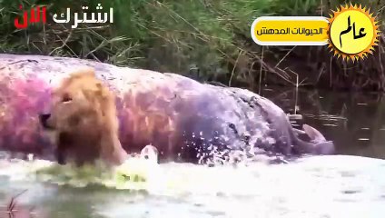 الأسود قررت أَخيراً القضاء على التماسيح فكانت قوتهم كالصاعقة ! عالم الحيوان