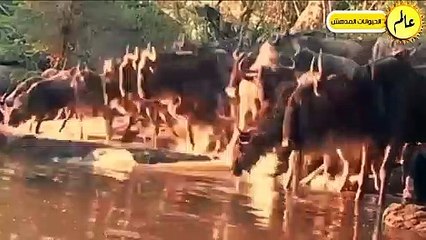 التماسيح قررت أَخيراً القضاء على الحمار الوجشى فكانت قوتهم كالصاعقة ! عالم الحيوان