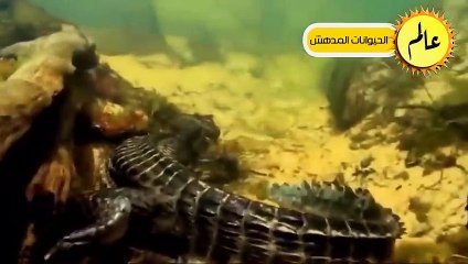 التماسيح قررت أَخيراً القضاء على الأفعي فكانت قوتهم كالصاعقة ! عالم الحيوان