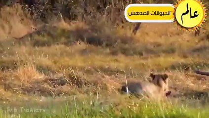 الضباع الغاضبة اخيرا هبت للانتقام من الاسود الافريقية فكانت قوتها كالصاعقة  عالم الحيوان