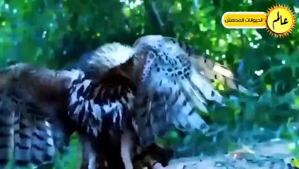 النسور قررت أَخيراً القضاء على الثعابيين فكانت قوتهم كالصاعقة ! عالم الحيوان