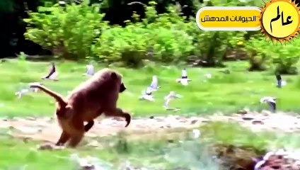 النسور قررت أَخيراً القضاء على الثعابيين فكانت قوتهم كالصاعقة ! شئ لا يصدق عالم الحيوان