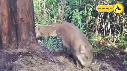 تمساح مجنون يهاجم الفريسة الخطأ!!لقطات نادرة سجلتها الكاميرا عالم الحيوان