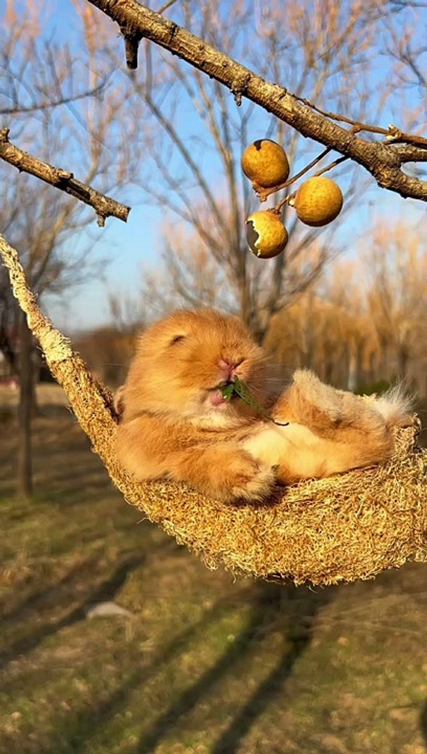 ⁣Rabbit Eating Food |Hungary Rabbit | Animals Funny Moments | Cute Pets | Funny Animals #animals #4u