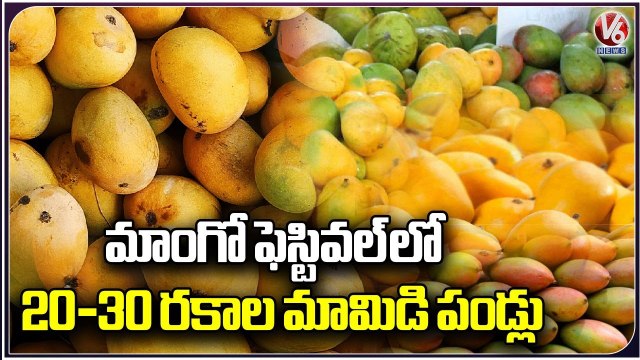 Number Of Varieties of Mangoes Available In Manikonda Mango Festival _ Hyderabad _ V6 News