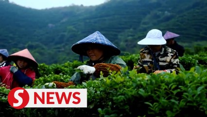 The making of a good cup of tea