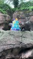 Esta lontra celebrou 12 anos de vida (com direito a bolo). Eis as imagens