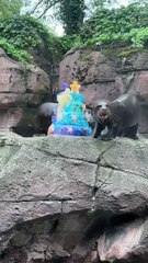 Esta lontra celebrou 12 anos de vida (com direito a bolo). Eis as imagens