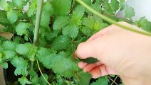 Getting mint and chameleon plants for salad