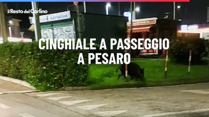 Cinghiale a passeggio in via Agostini a Pesaro