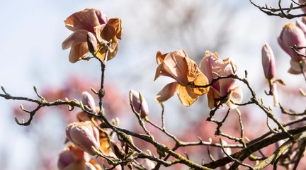 Wie frostig machen die Eisheiligen 2023 den Mai in Deutschland?