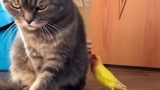 Cat VS Lovebird - Joke Moment