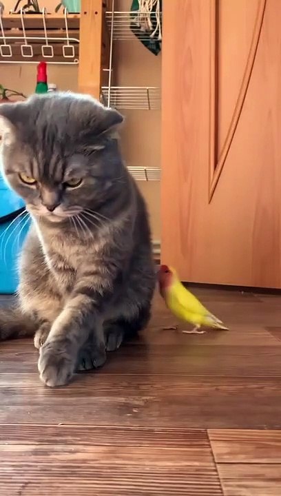 Cat VS Lovebird - Joke Moment