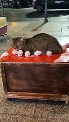 Kucing dan Tikus Lucu