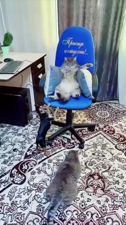 Kucing sedang bersantai