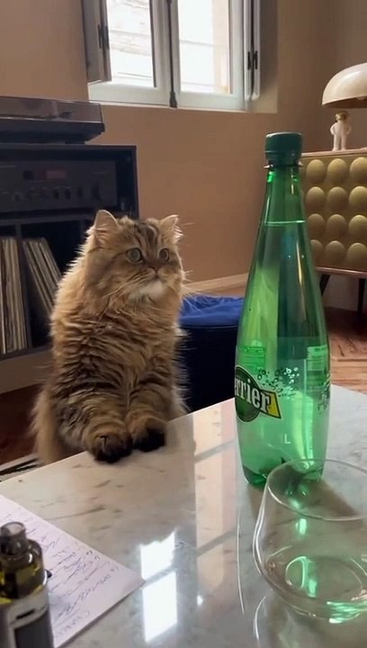 Kelakuan Kucing