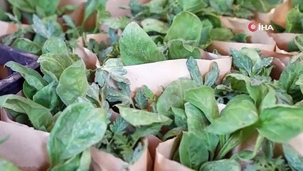 Osmangazi Belediyesi 1 milyon sebze fidesi dağıttı