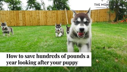 How To Save Money On Looking After Your Puppy I The Money Edit