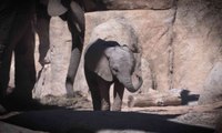 Makena, la cría de elefante de Bioparc València, cumple seis meses