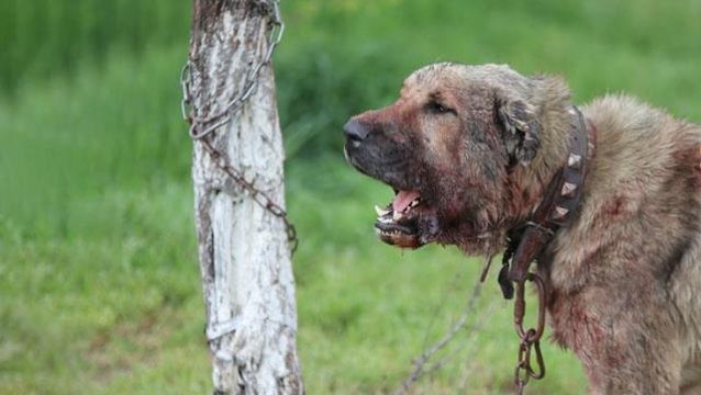 Başıboş sokak köpeği dehşet saçtı! Önce çocuğu ısırdı, sonra bir başka köpeği boğdu