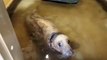 Cruella the seal looked after by RSCPA East Winch